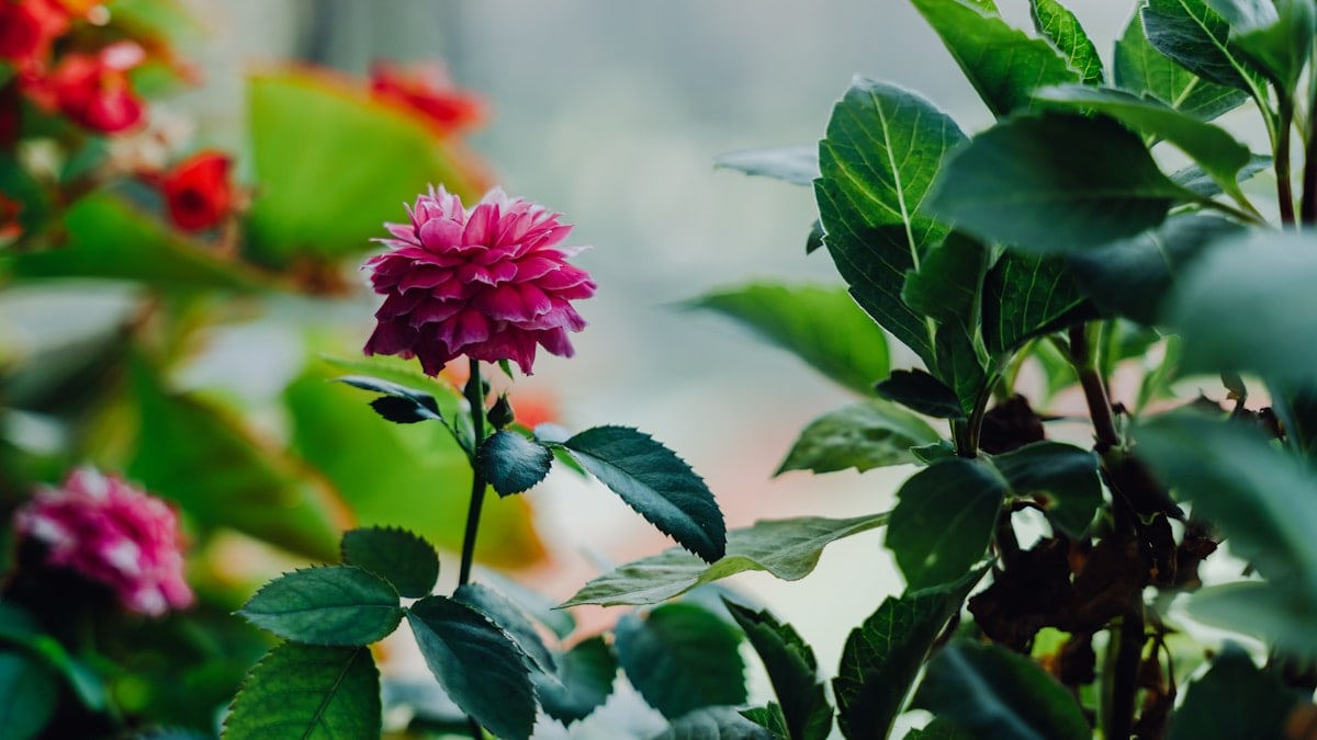 Mini-rose shot on your own balcony in August